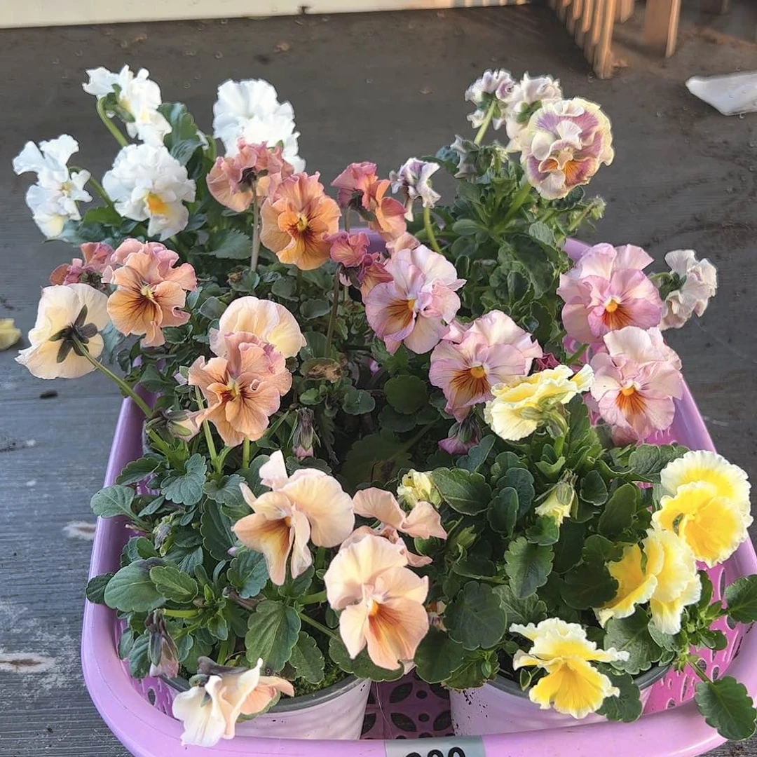 【闪购商品】280号