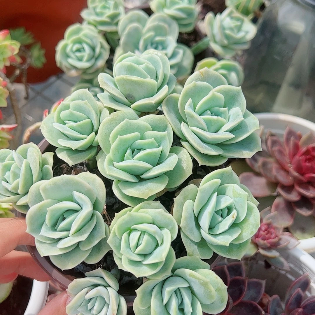 可爱玫瑰散装带盆土精品