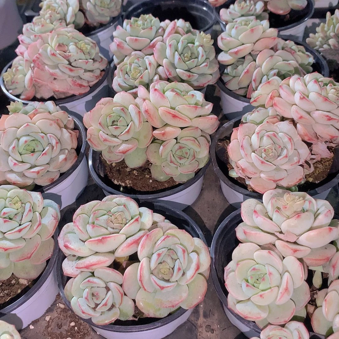 香草碧斯3567788990000