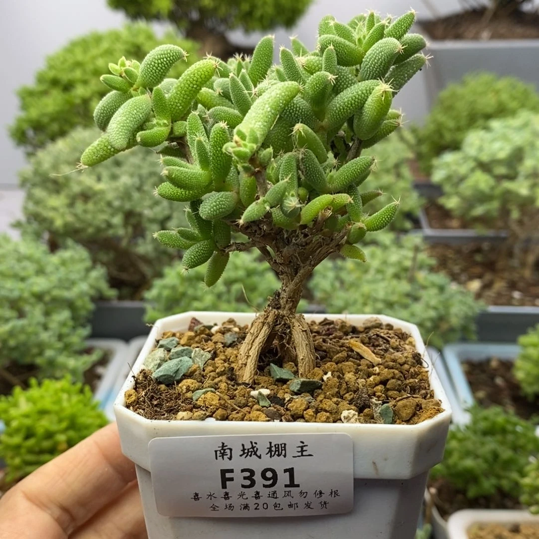 391老桩玉米枝干番杏