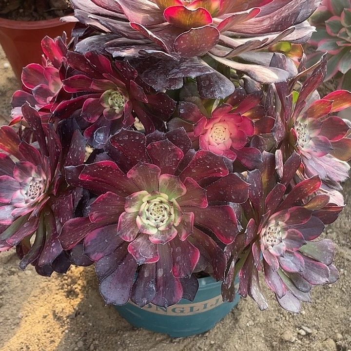 748烟烟对肉植物的