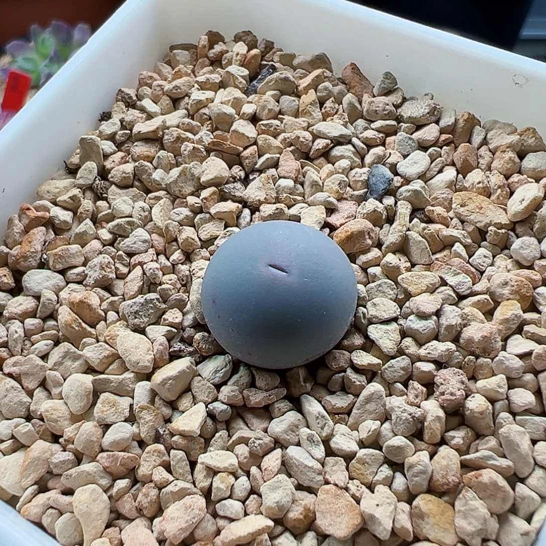 ?****?特选434 花友专拍