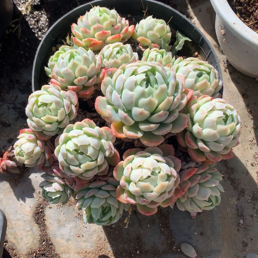 贝瑞多肉一物一拍