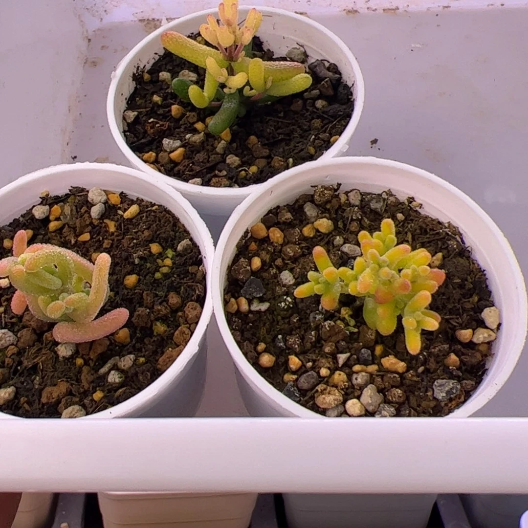 多肉植物枝干三颗锦噶比苗