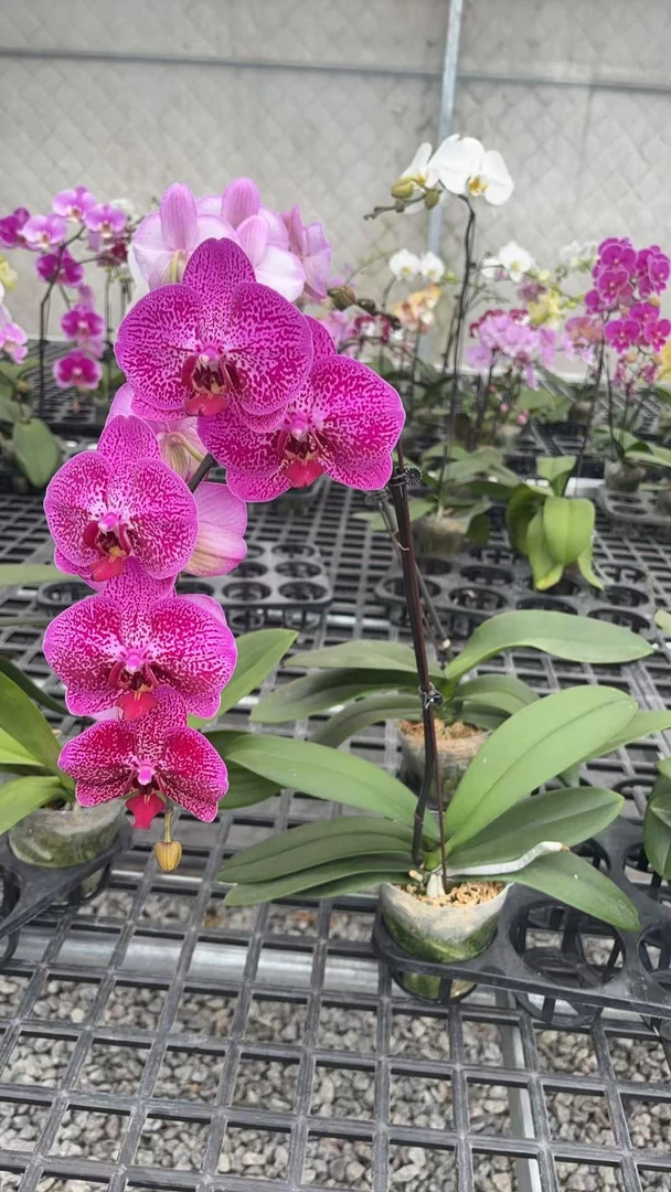 【月光兰】植株高品質蝴蝶蘭基地直发种 植施肥观赏花卉