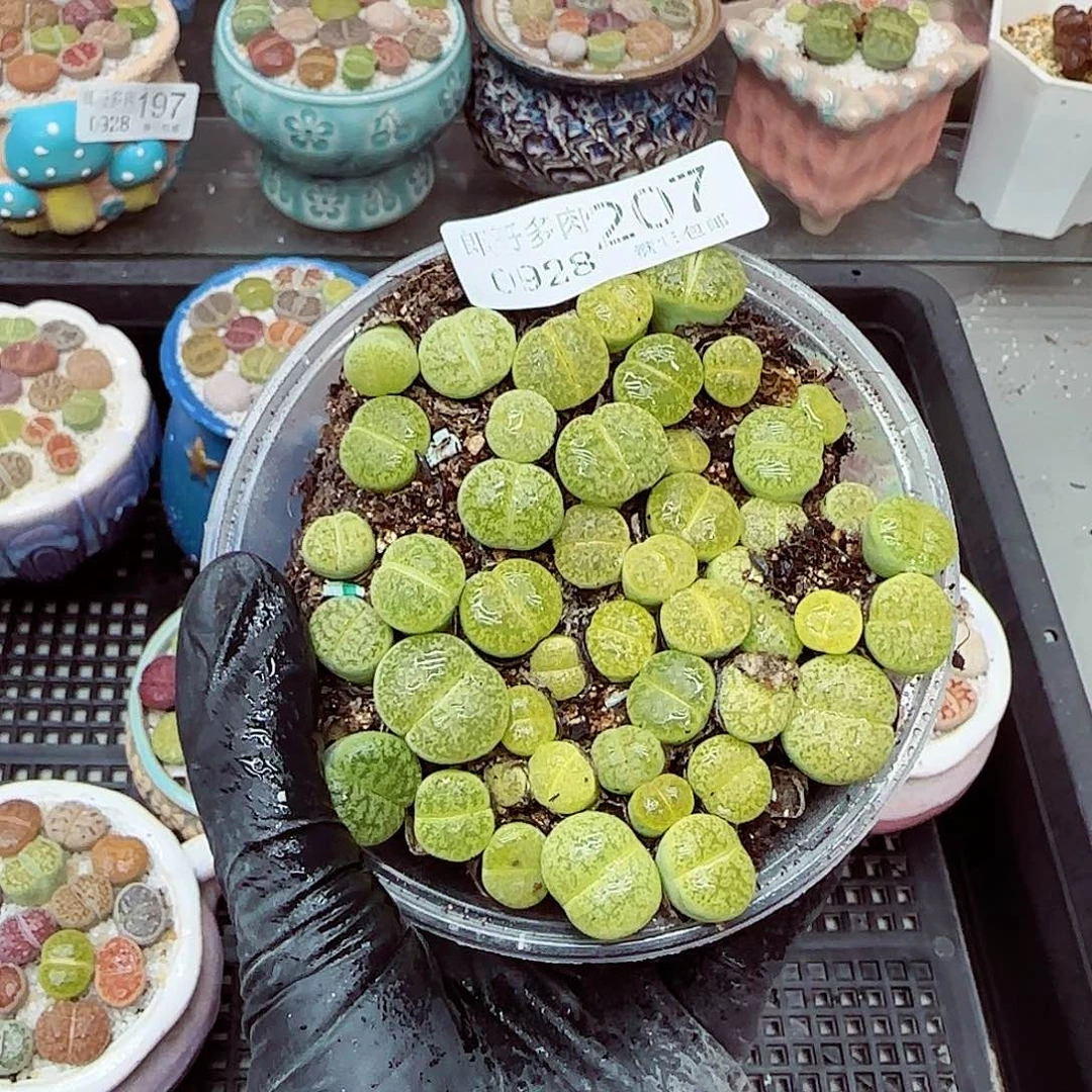 生石花满18包邮0928-207