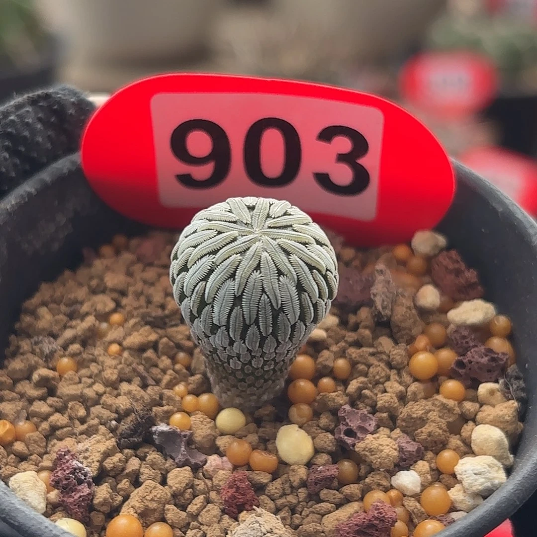 仙人球实生精巧丸