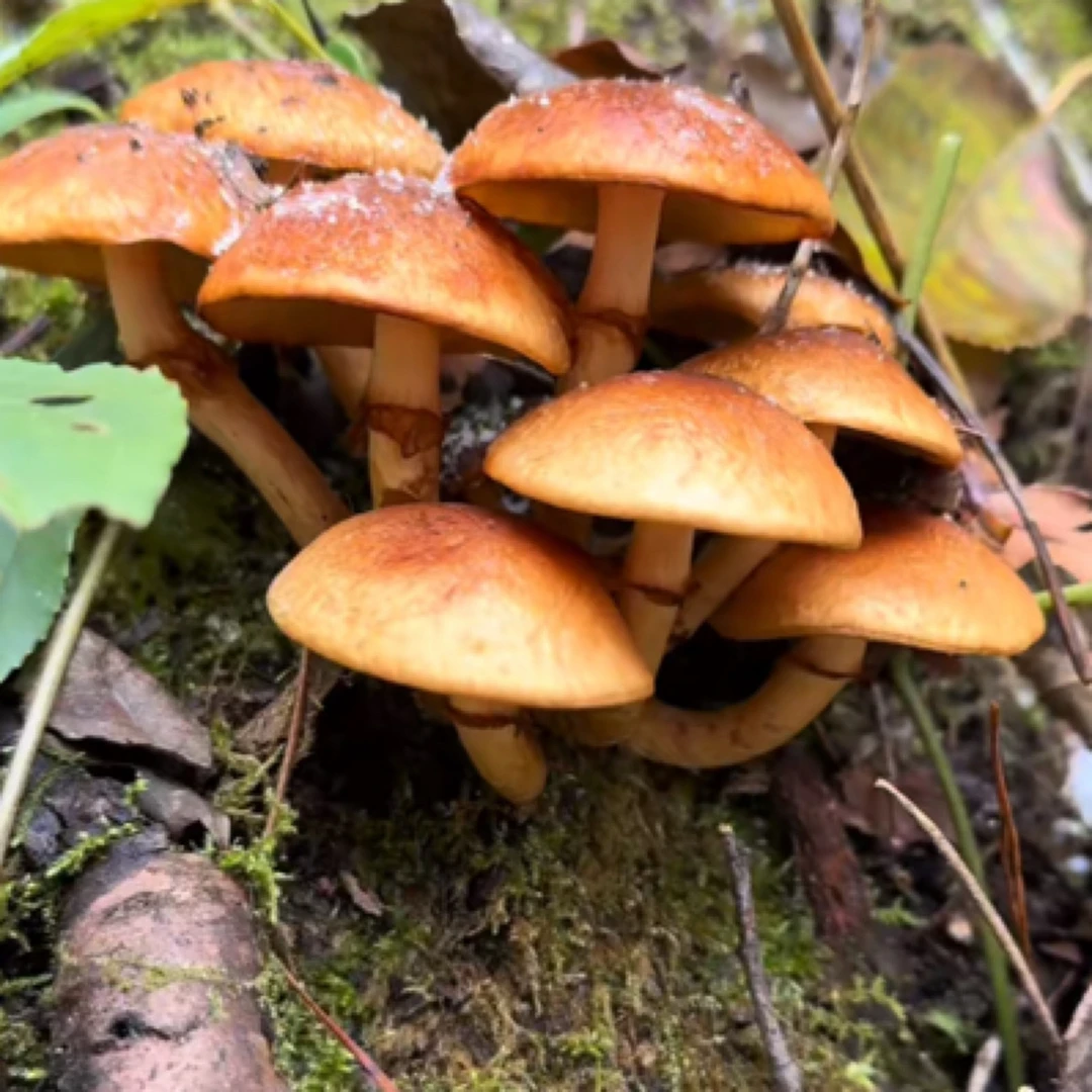 大巴山桐子菌滑子菌干货脆嫩爽口农家土特产