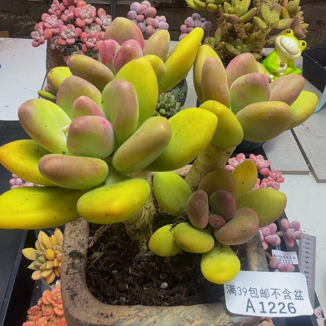 226/12cm芒果奶多肉