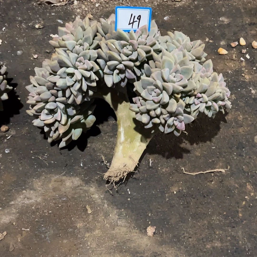 j***e49号淡雪缀化有瑕疵