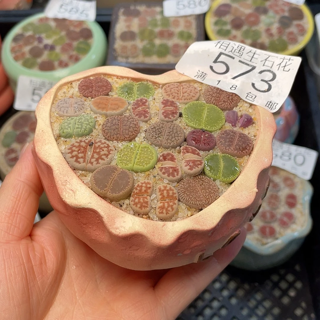 相遇开播福利573