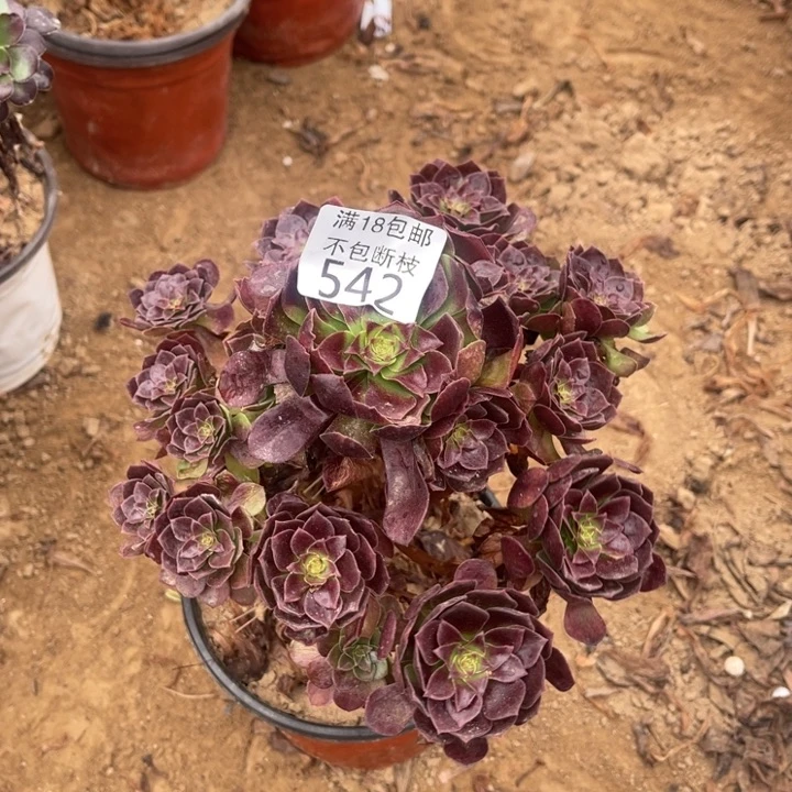 542黑魔手捧1号棚