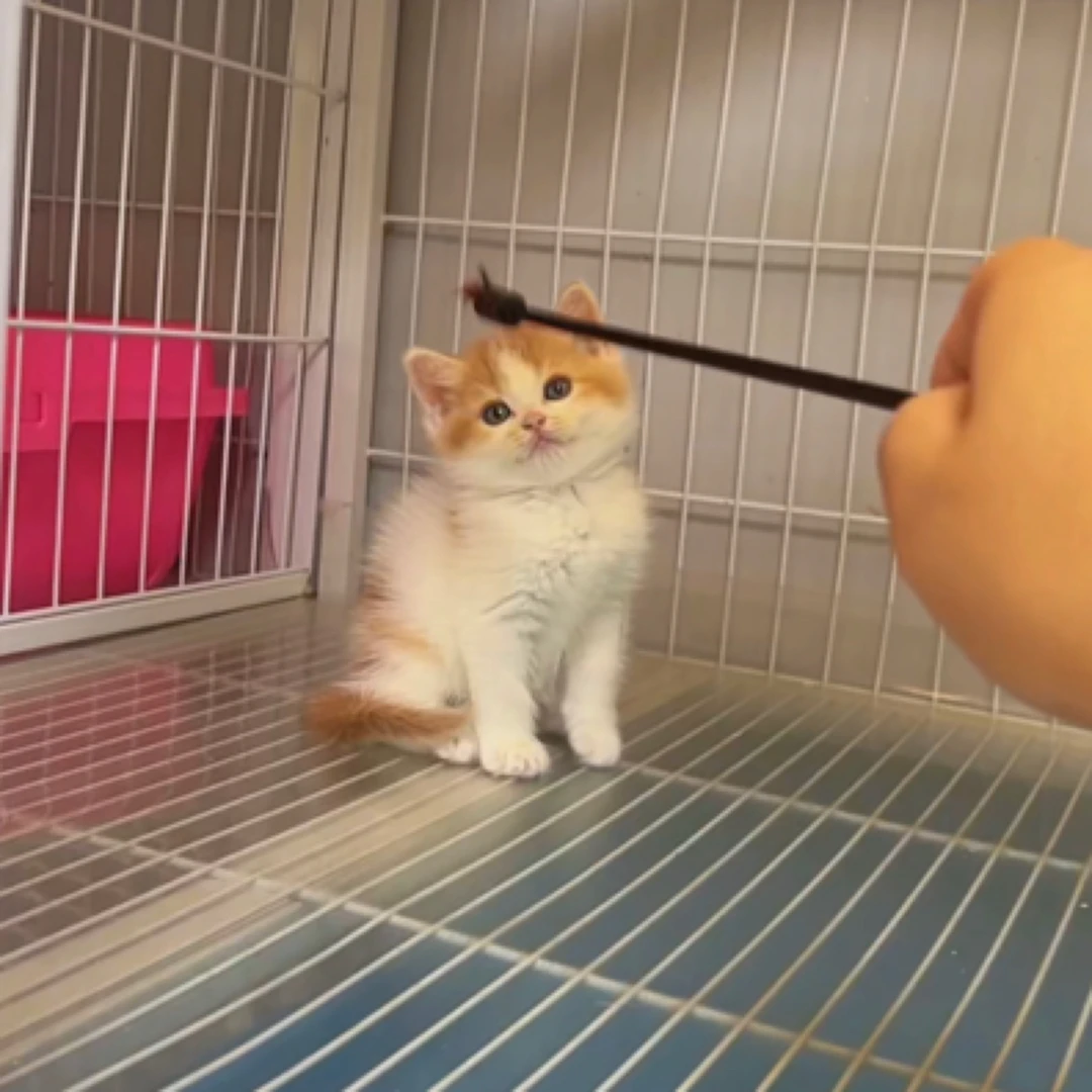 金加白橘白正常脚弟弟 大眼睛甜美 纯种宠物幼猫