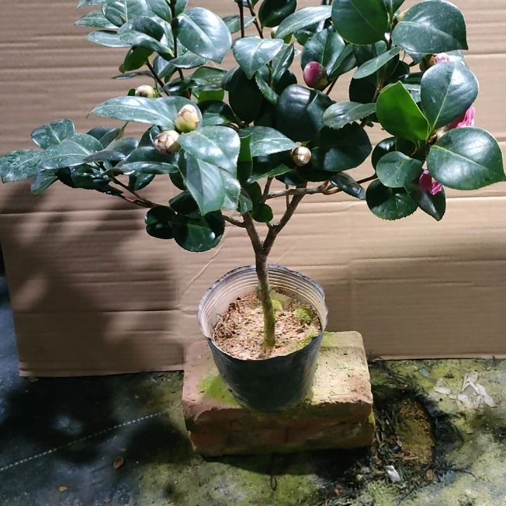 76七仙女，原盆原土发货。。。