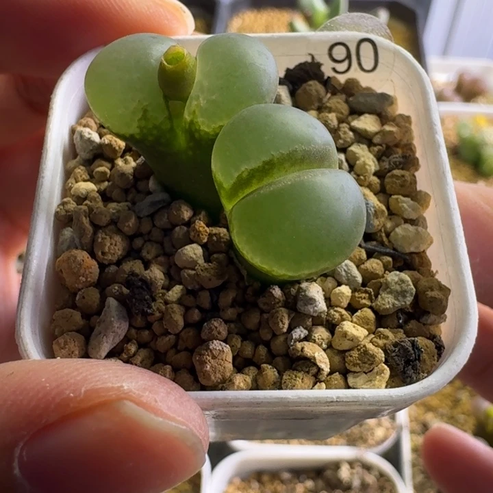 90...........多肉......