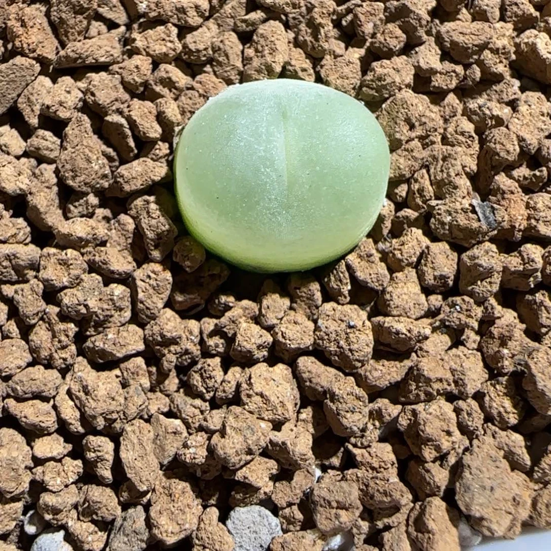 肉锥多肉植物组合-日式拉登522