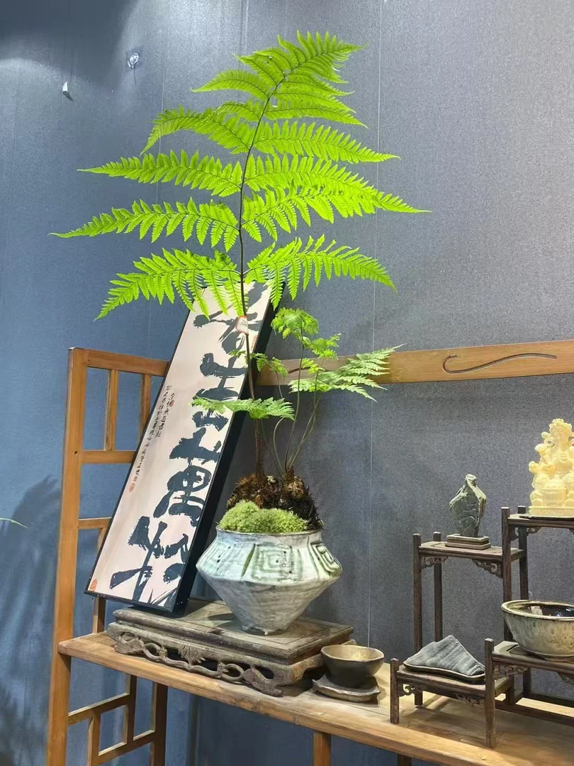 （一物一拍）金丝红麟蕨室内水培绿植好养