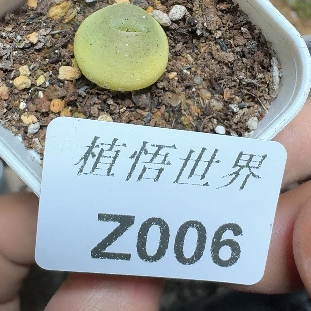 006盒多肉植物完成b