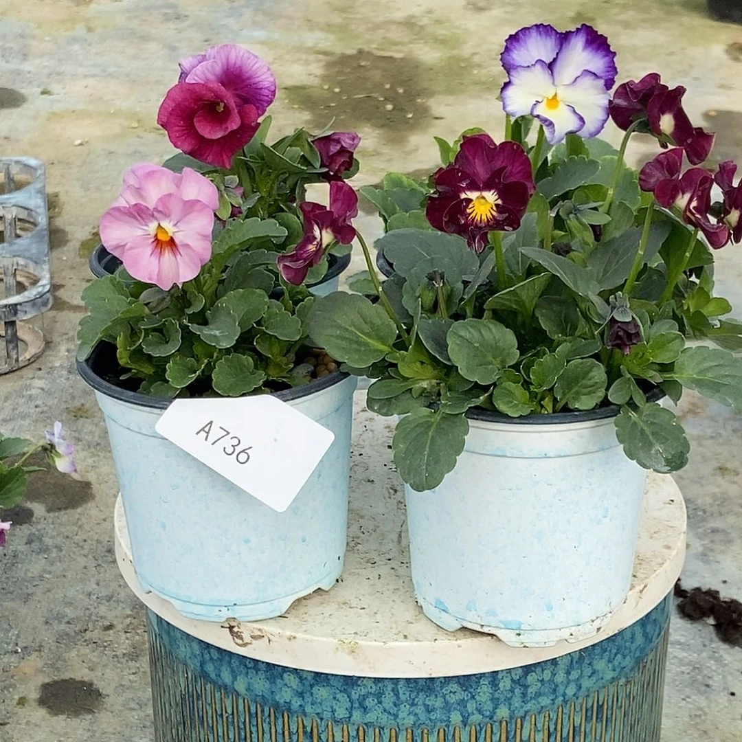 大部分花苞少量开放736