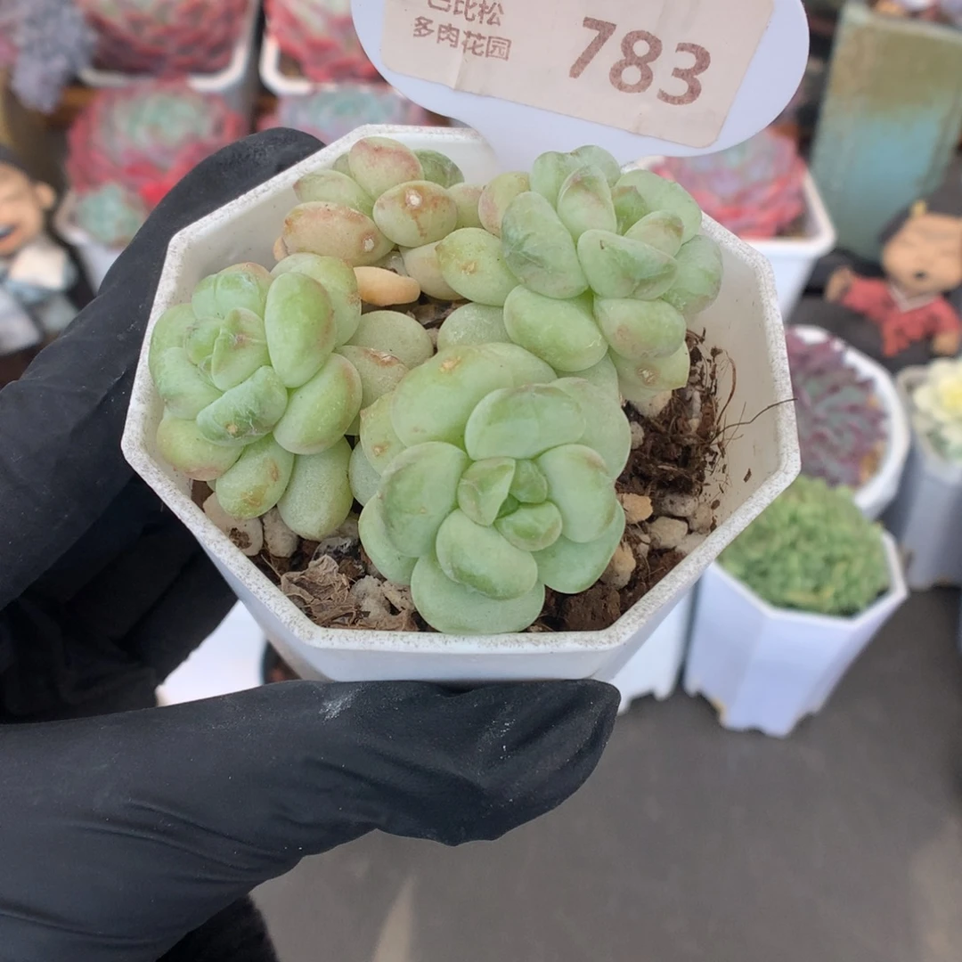 783 阳光玫瑰多肉多肉