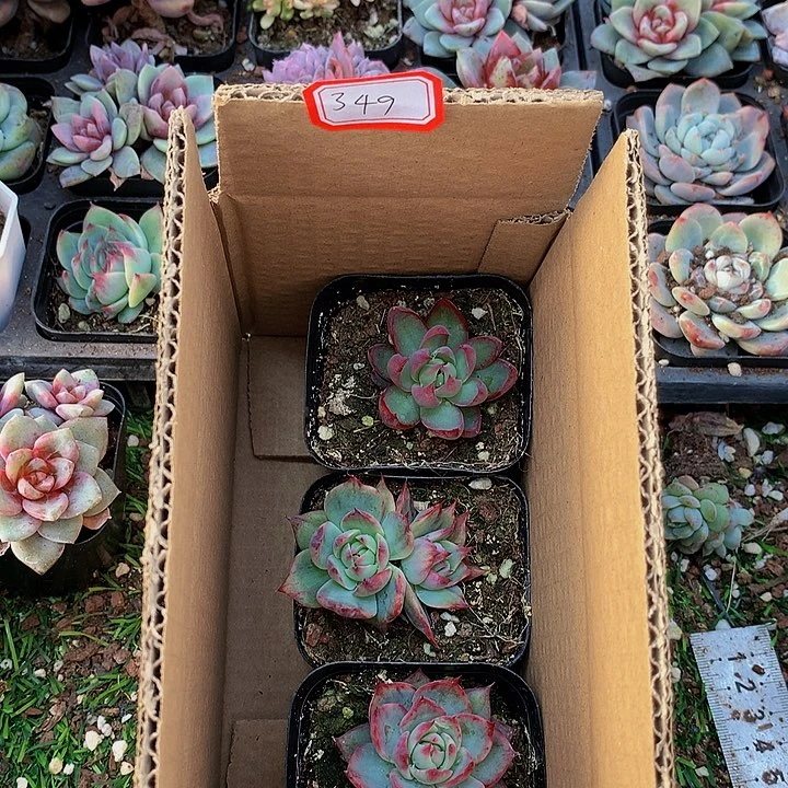 A349惊鸿仙子多肉