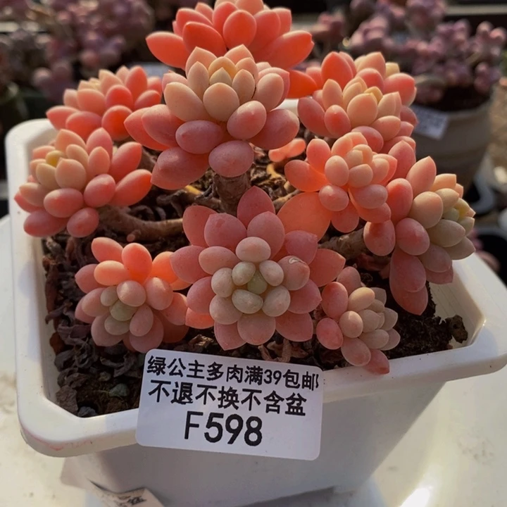 鱼子酱10cm598多肉植物