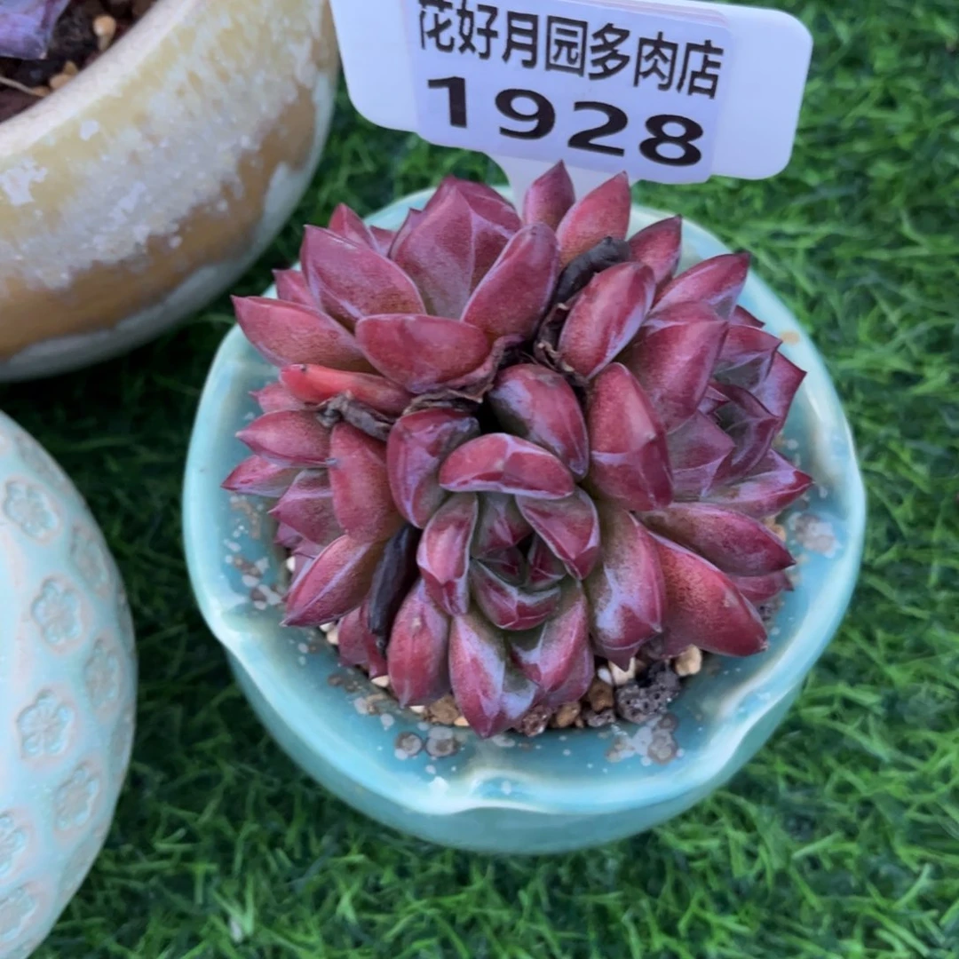 美***情多肉植物1928不带盆