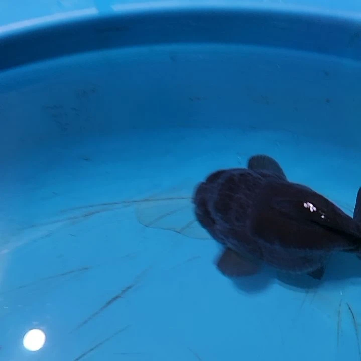 狮头鱼黑玛丽一条包邮，未满30，15包装费