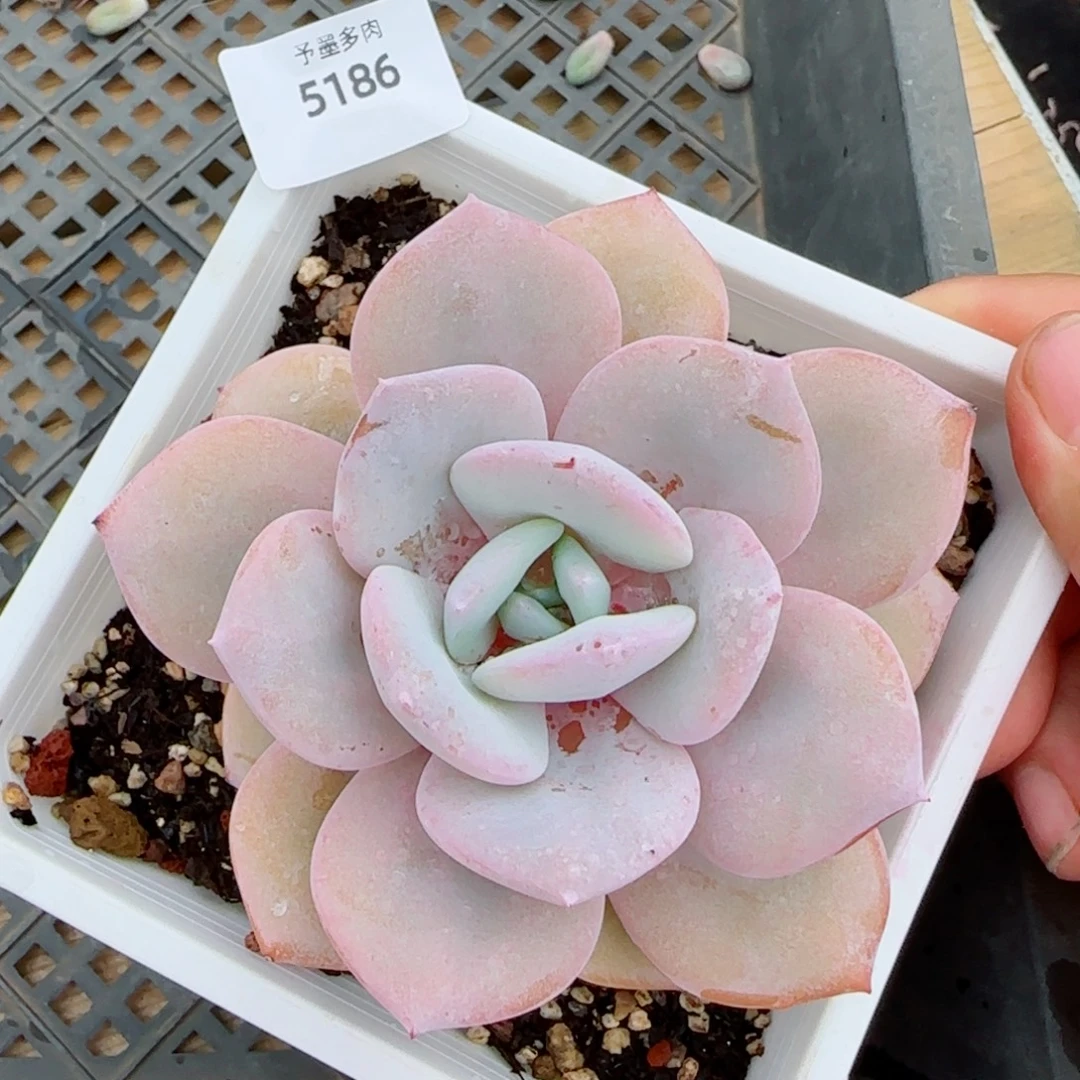 粗壮奶茶，5186多肉植物