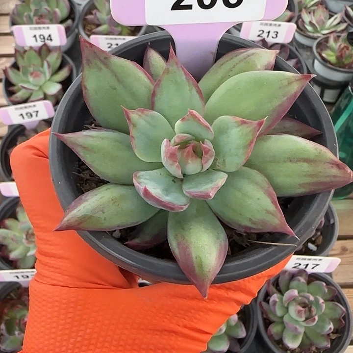 206 惊鸿仙子多肉植物