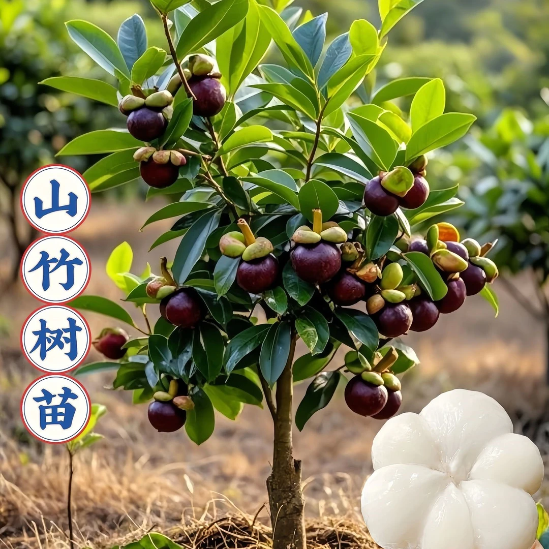 特级无籽泰国山竹果树苗嫁接超甜大果南北方种植盆栽地栽带土带叶