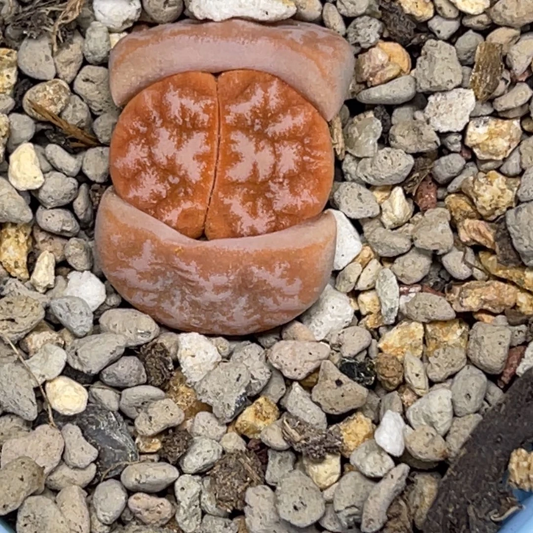 3450拿铁309a1尺寸2.5