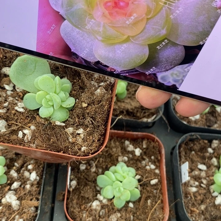 标签235甜心2909一个多肉