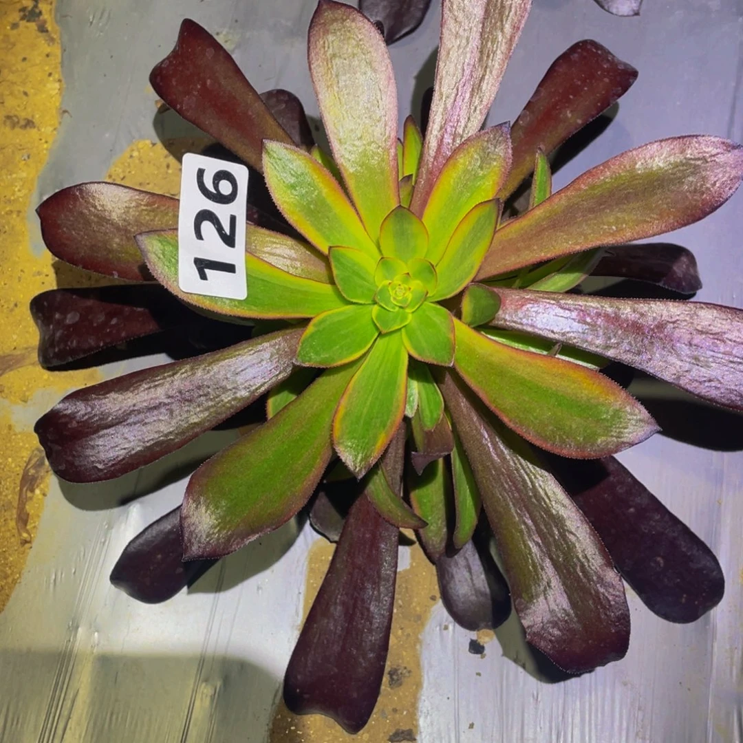 黄金美杜莎多肉植物126