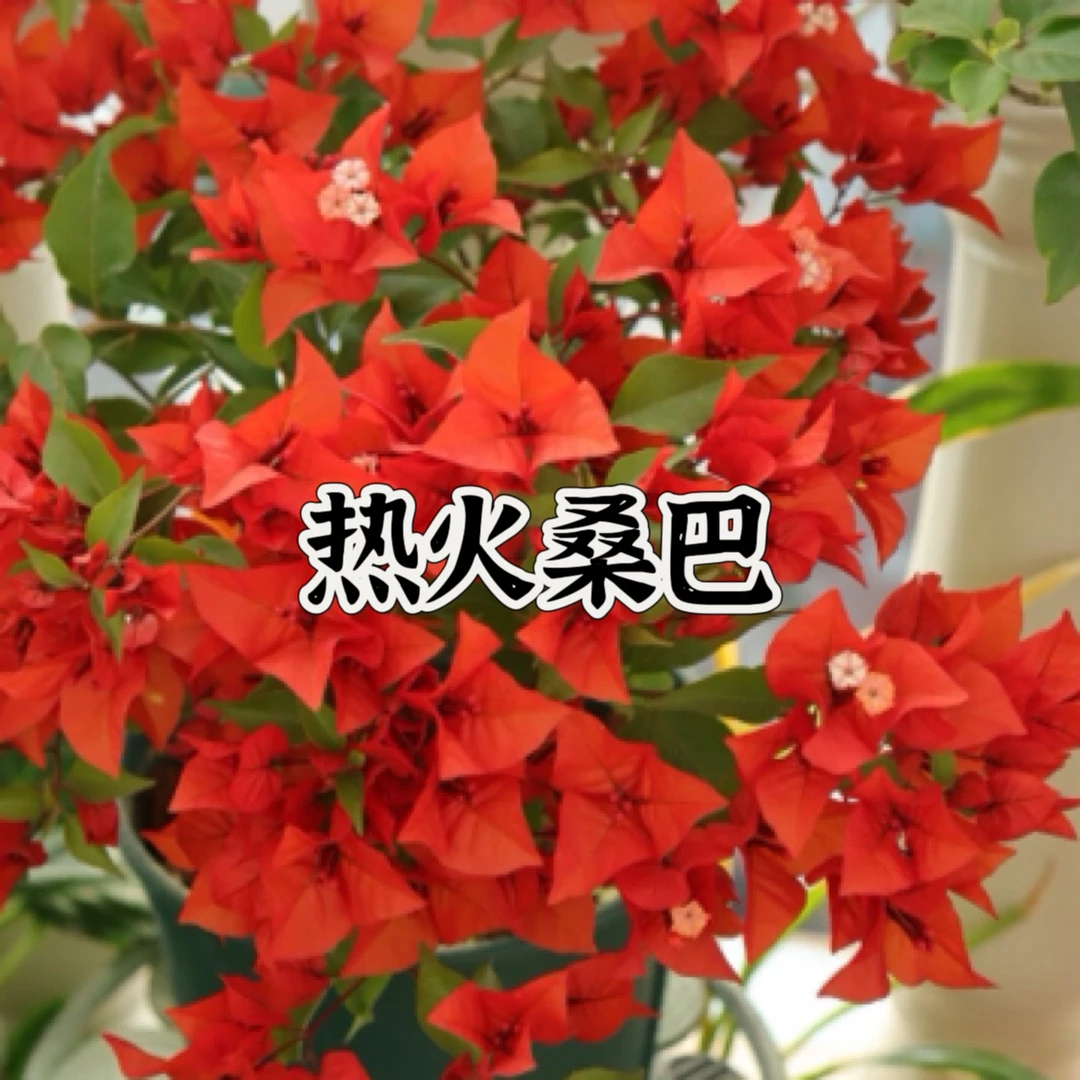 【热火桑巴1颗苗】三角梅四季开花勤花庭院阳台爬藤好养  遇见基地。