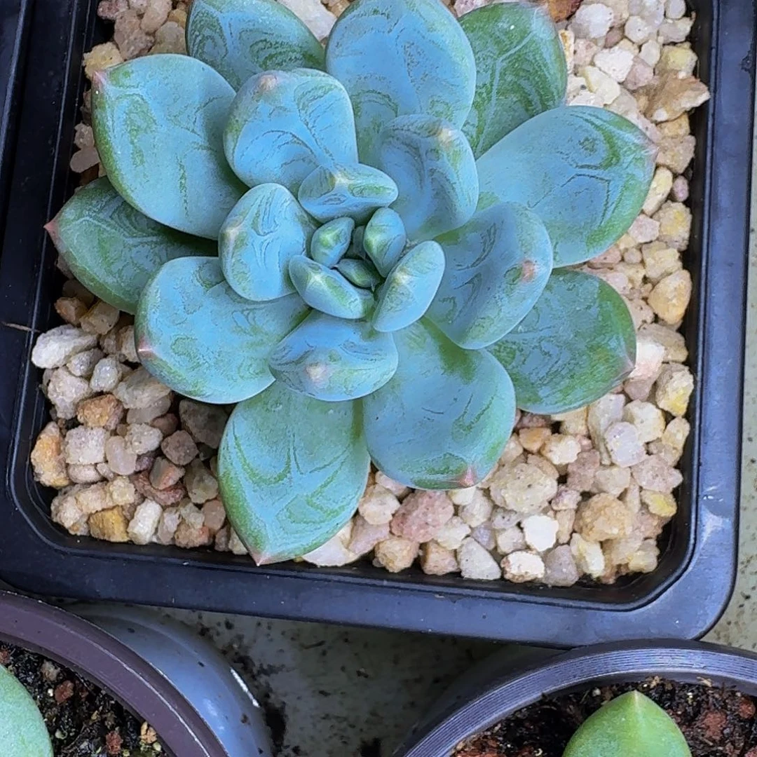 艾米丽 单头  一物一拍