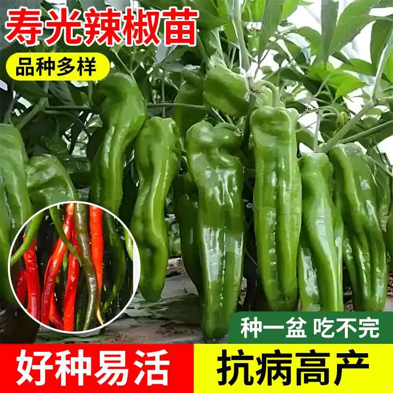 混搭各类辣椒蔬菜苗大全寿光自家苗场直发