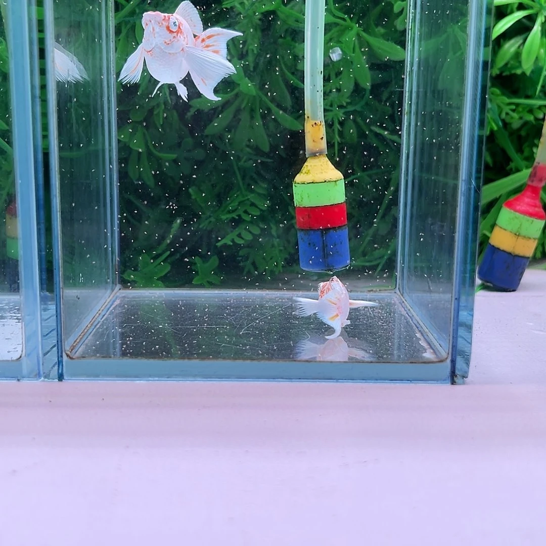 黑玛丽鱼220号玛丽1对