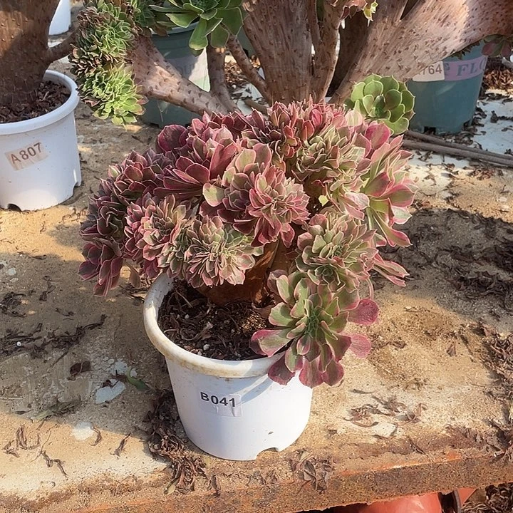 B041粉女郎缀化脱土包邮