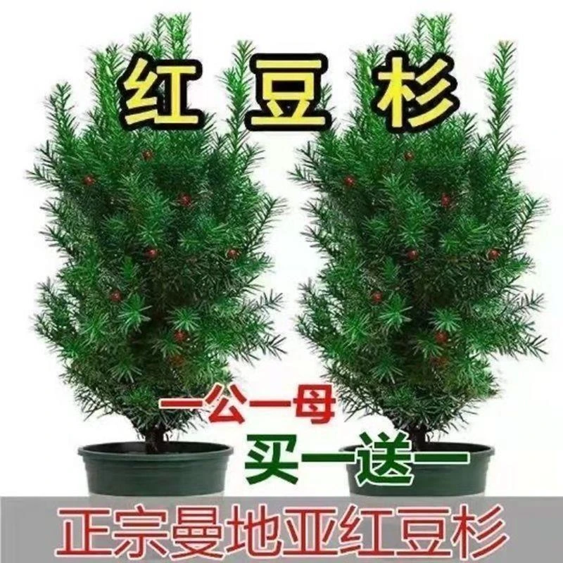 红豆杉树苗盆栽绿植室内客厅好养易活净化空气四季常青吸甲醛耐寒