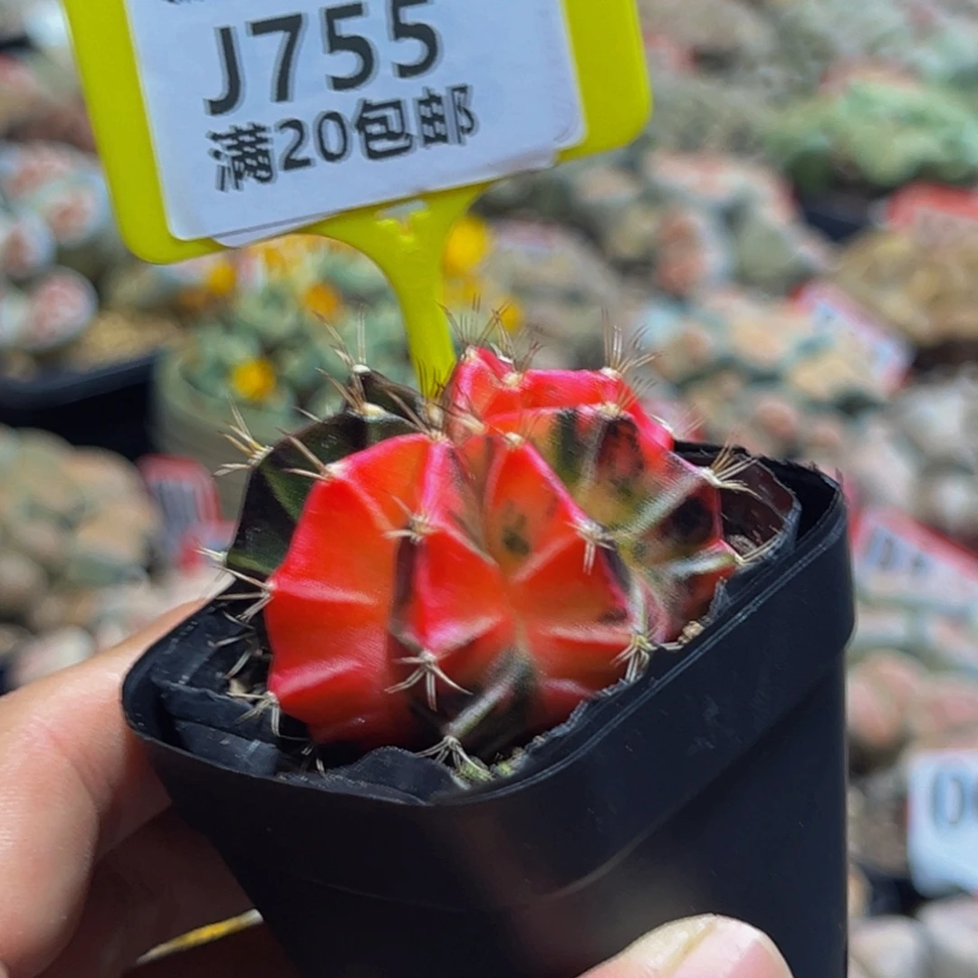 755 生石花大群生一物一拍