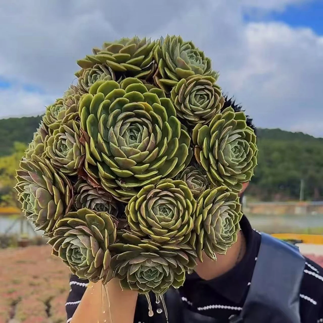 零花钱多肉 地栽昂斯诺  葡萄架    多肉植物