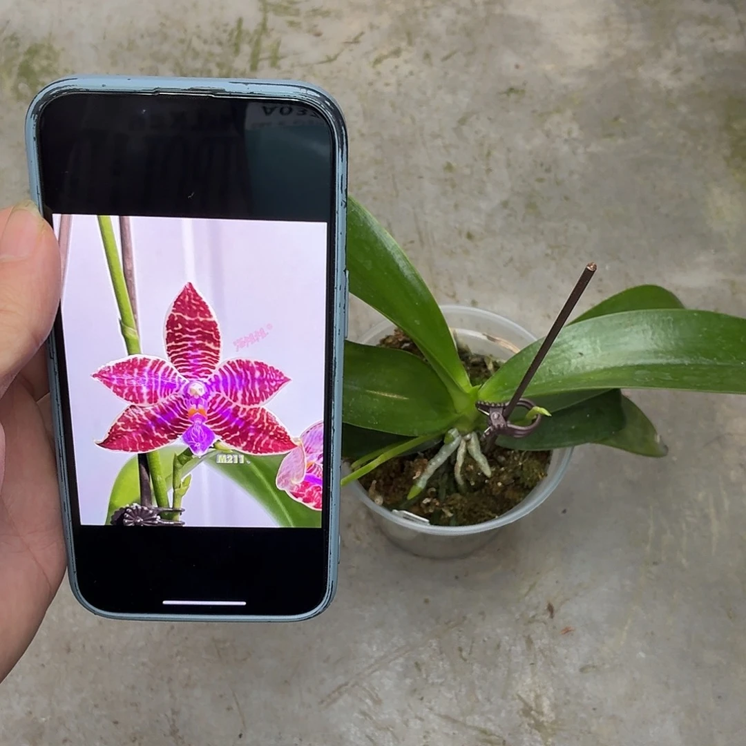当前无花朵，栽培后可花朵A036盈收红路德花剑
