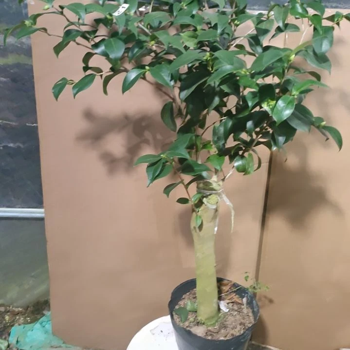 421酒中花，原盆原土发货，不包邮