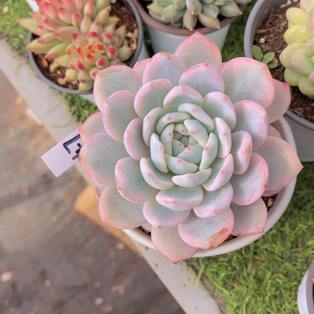 香玉等多种名贵的产品和服务