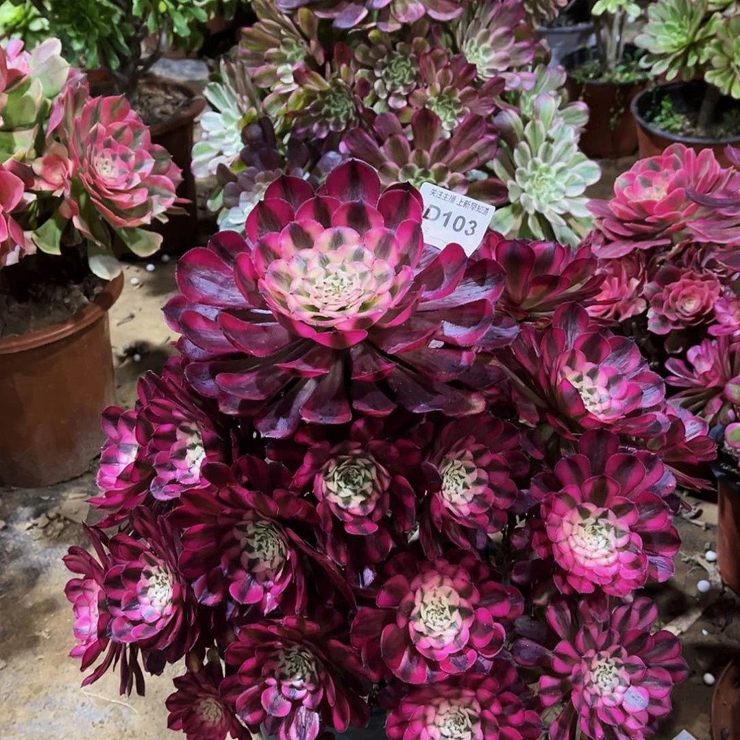 一**你多肉103红铜壶超白锦