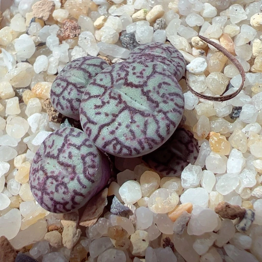 221-702.多肉墨墨