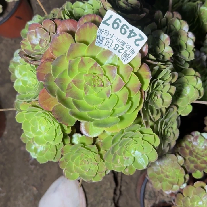 24997南花月夜多肉植物