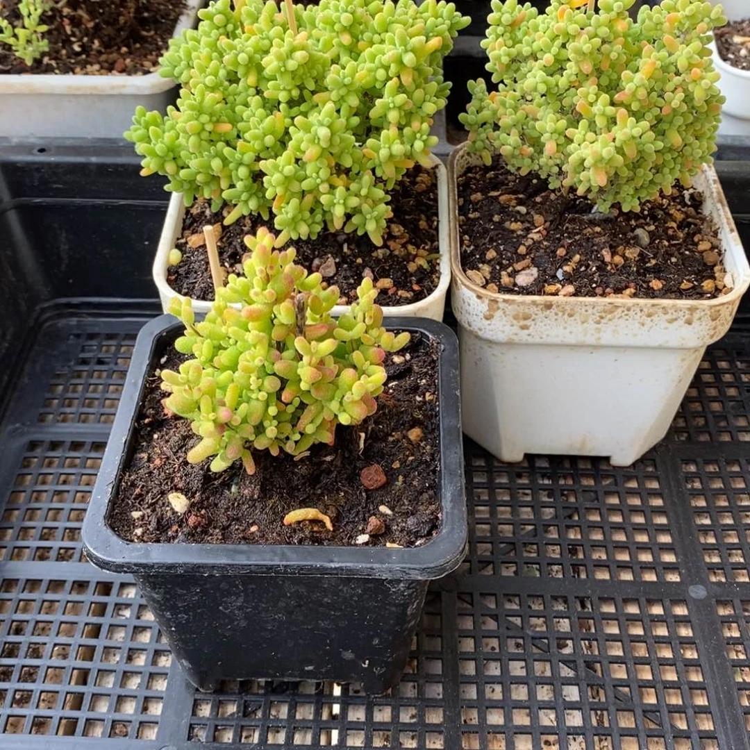 枝干番杏多肉植物090