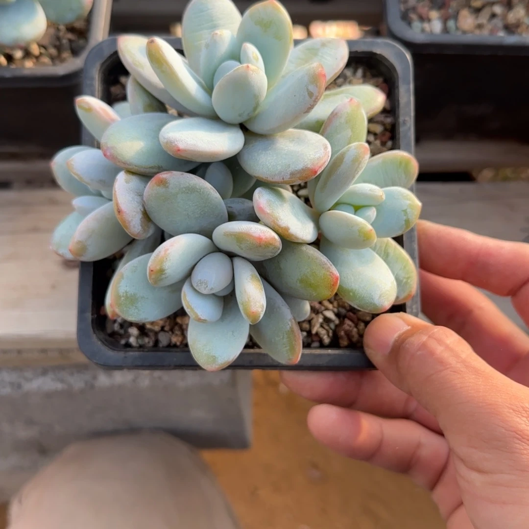 雪美人老桩多肉五十包邮